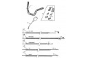 GUIDON